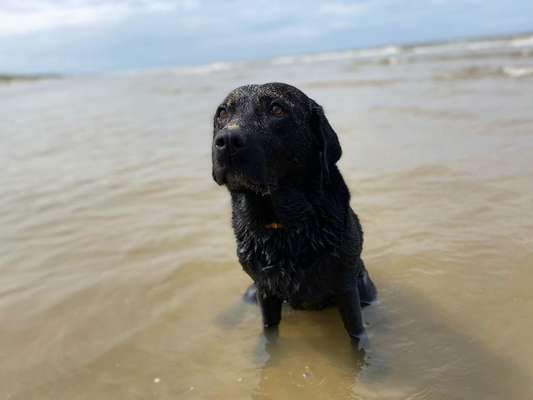 Die Dogorama Kalender Challenge 4/4-Beitrag-Bild