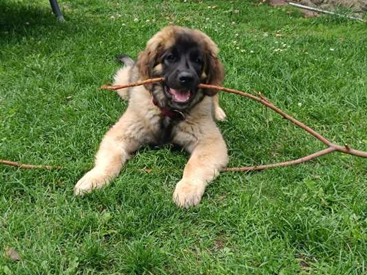 Hundetreffen-Spiel und Gassirunden-Bild