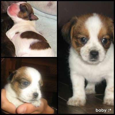 Welpen Bilder !-Beitrag-Bild