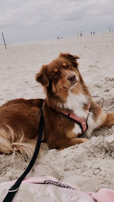 Hier ist der Spaßthread. Zum Schmunzeln und Kaputtlachen-Beitrag-Bild