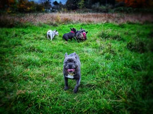 Hundetreffen-Bulli treffen - nach Absprache-Bild