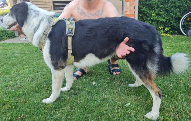 TierschutzhundeStammtisch🐕-Beitrag-Bild