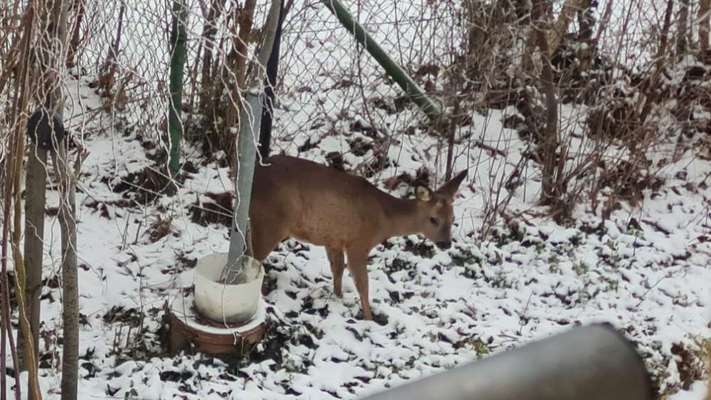 TierschutzhundeStammtisch🐕-Beitrag-Bild