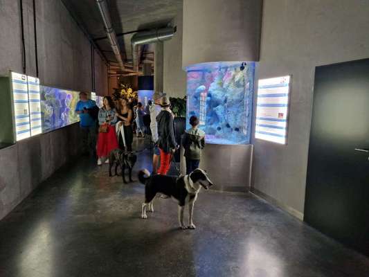 Alles rund um den Schäferhund, diskutieren erwünscht.-Beitrag-Bild