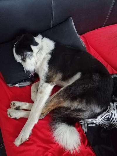 TierschutzhundeStammtisch🐕-Beitrag-Bild