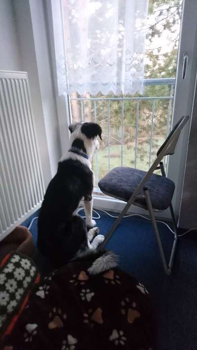 TierschutzhundeStammtisch🐕-Beitrag-Bild