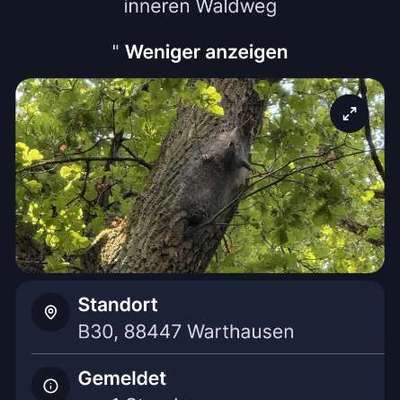 Giftköder-Prozessionsspinner-Bild