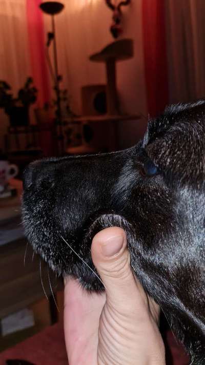 Alles rund um den Schäferhund, diskutieren erwünscht.-Beitrag-Bild