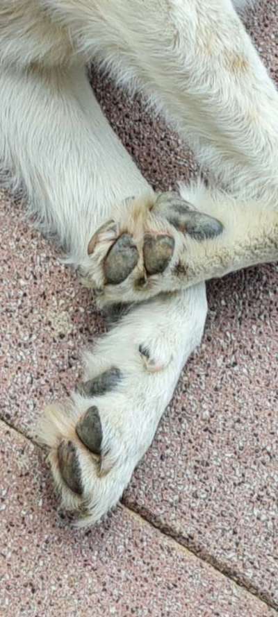 TierschutzhundeStammtisch🐕-Beitrag-Bild