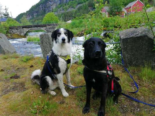 Mischlinge raten - Rätselspaß-Beitrag-Bild