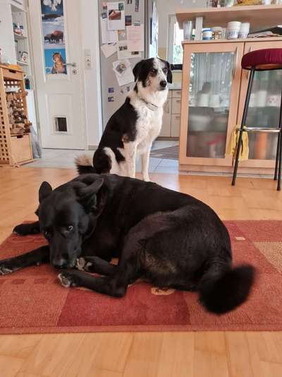 Mischlinge raten - Rätselspaß-Beitrag-Bild