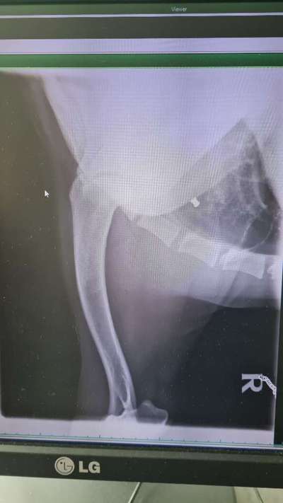 TierschutzhundeStammtisch🐕-Beitrag-Bild