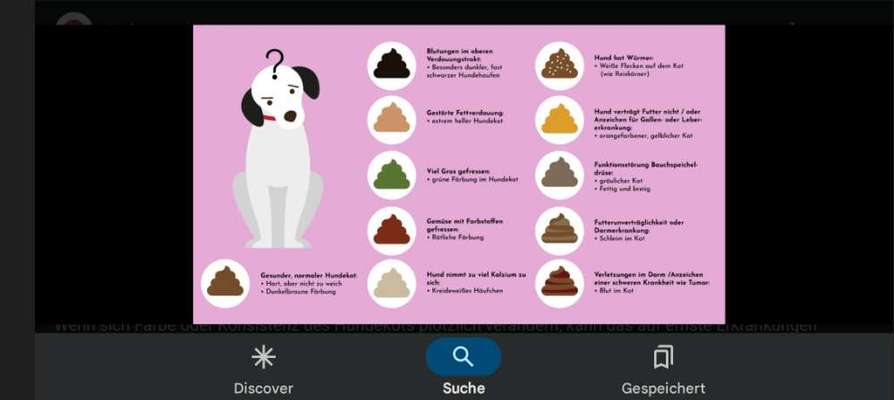 TierschutzhundeStammtisch🐕-Beitrag-Bild