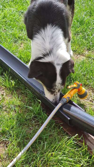 Herdenschutzhunde-Beitrag-Bild