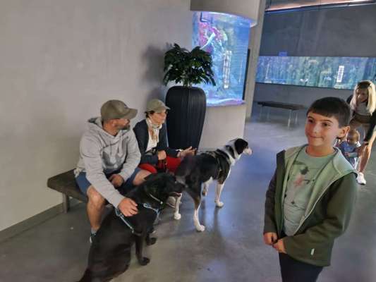 Alles rund um den Schäferhund, diskutieren erwünscht.-Beitrag-Bild