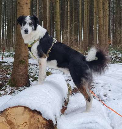 KRITIKOS LAGONIKOS-Beitrag-Bild