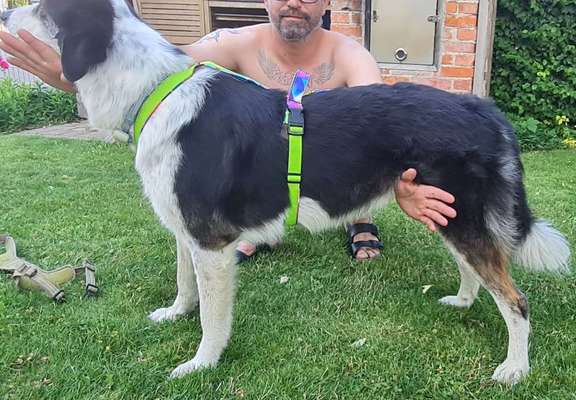 TierschutzhundeStammtisch🐕-Beitrag-Bild