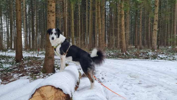 TierschutzhundeStammtisch🐕-Beitrag-Bild