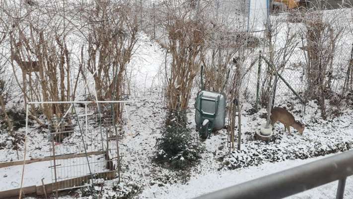 TierschutzhundeStammtisch🐕-Beitrag-Bild