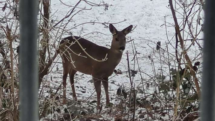TierschutzhundeStammtisch🐕-Beitrag-Bild