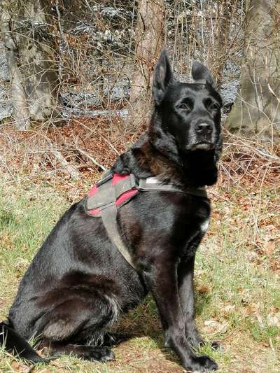 Labradorfans-Beitrag-Bild