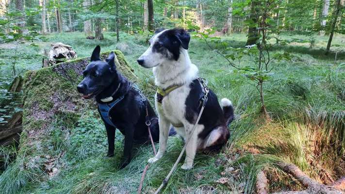 TierschutzhundeStammtisch🐕-Beitrag-Bild