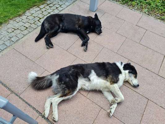 Mischlinge raten - Rätselspaß-Beitrag-Bild