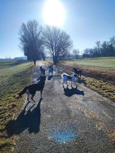 TierschutzhundeStammtisch🐕-Beitrag-Bild