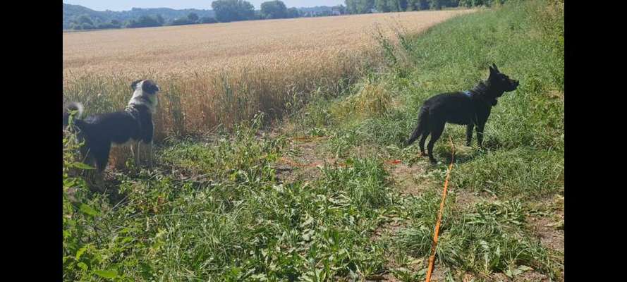 Alles rund um den Schäferhund, diskutieren erwünscht.-Beitrag-Bild