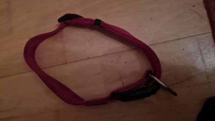 TierschutzhundeStammtisch🐕-Beitrag-Bild