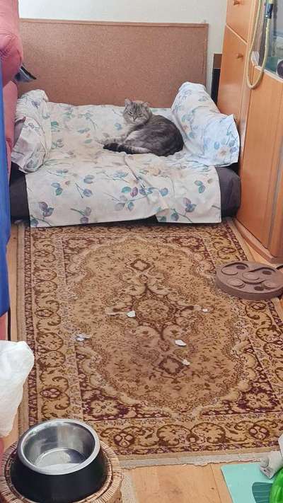 TierschutzhundeStammtisch🐕-Beitrag-Bild