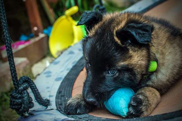 Welpen Bilder !-Beitrag-Bild