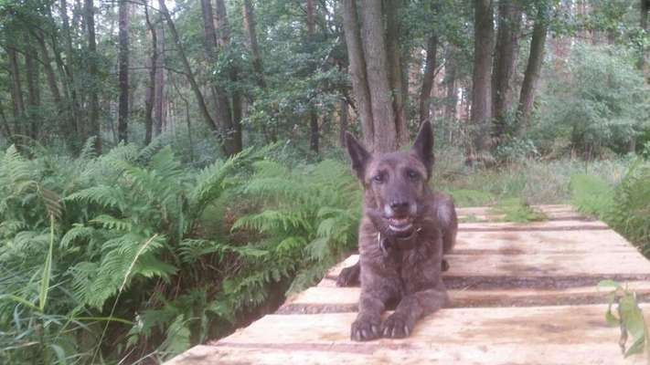 Holländische Schäferhunde-Beitrag-Bild