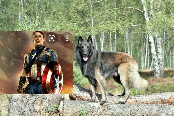 Wie heißt dein Hund?-Beitrag-Bild