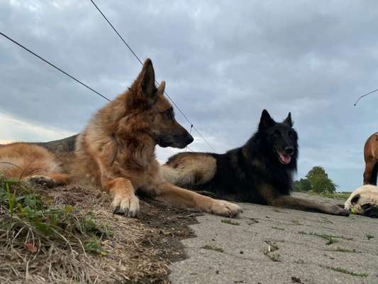 Deutsche Schäferhunde, Belgische Schäferhunde.-Beitrag-Bild