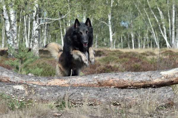 Reinrassige Hunde?-Beitrag-Bild