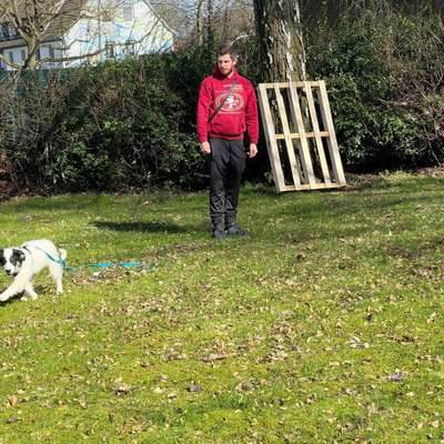 Hundetreffen-Spiel und Gassi Runde-Bild