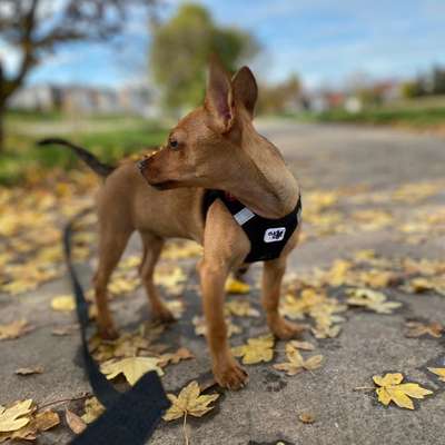 Hundetreffen-Welpentreff-Profilbild