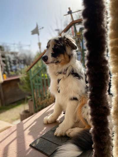 Aussies-Beitrag-Bild