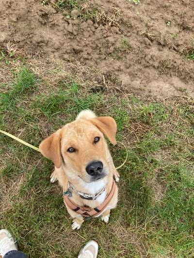 Hundetreffen-Trainingsspaziergang-Bild