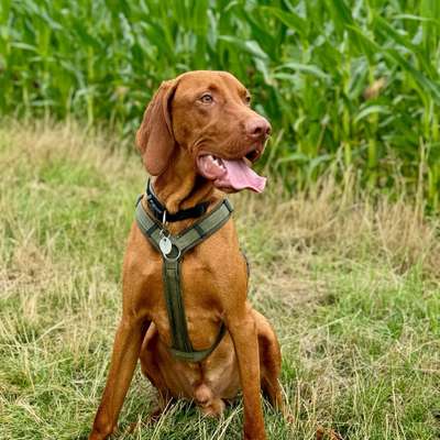 Hundetreffen-Kleine Spielerunde / Kennenlernen