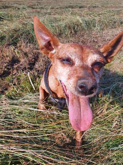 Die Dogorama-Wochen-Challenge "Die schönste Grimasse"-Beitrag-Bild