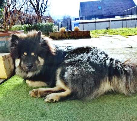 Hunderunde-Beitrag-Bild