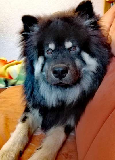 Rassen und ihre Eigenschaften-Beitrag-Bild