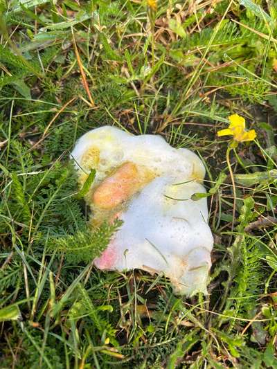 Giftköder-Giftköder mit Salami unter Rasenabschnit-Bild