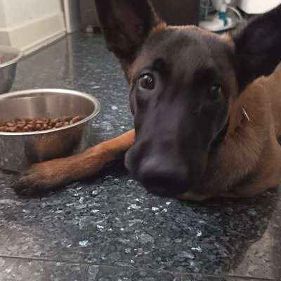 Hundetreffen-Welpentreffen-Bild