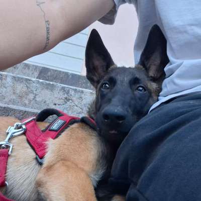 Hundetreffen-Gassi social walk-Bild