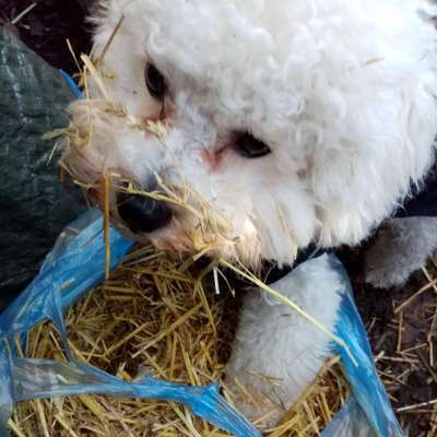 Hundetreffen-Welpentreffen in Dessau-Bild