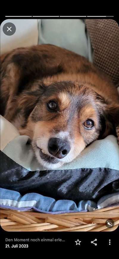 Hunde Porträt (Portrait) Galerie....-Beitrag-Bild