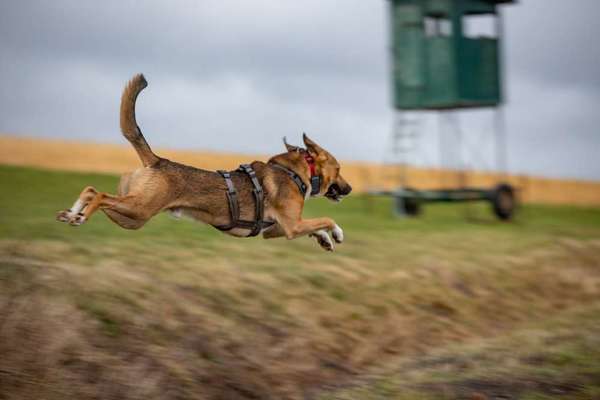 TierschutzhundeStammtisch🐕-Beitrag-Bild